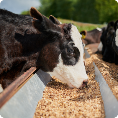 Animal Feed