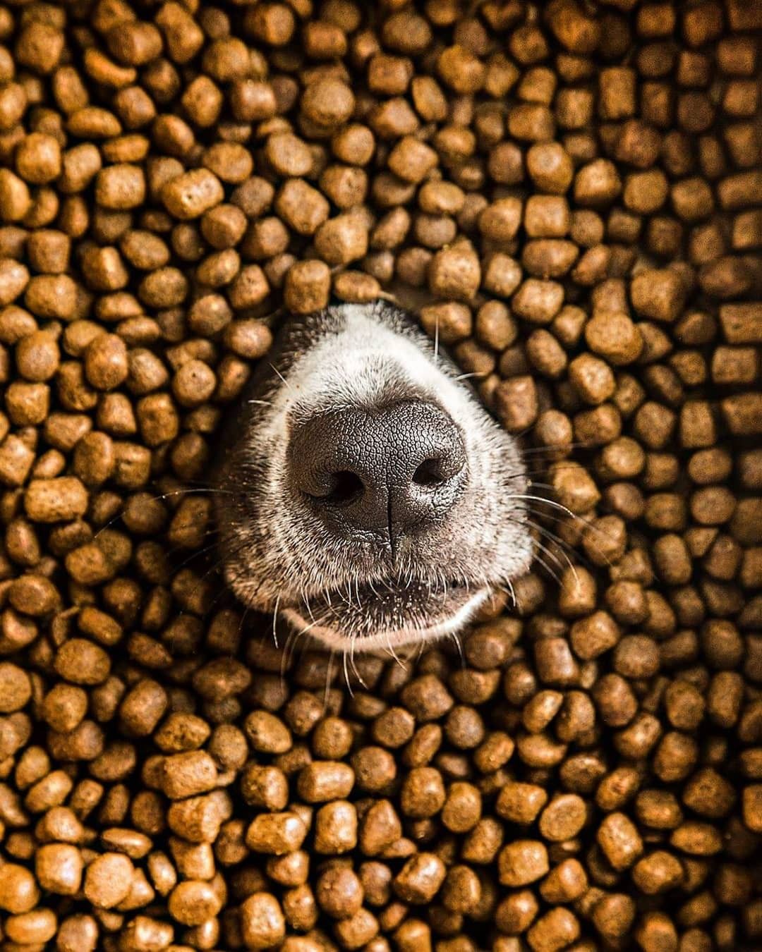 Pet Food